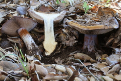Glaucopodes
