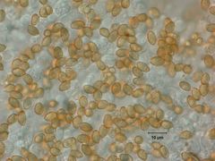 Glaucopodes