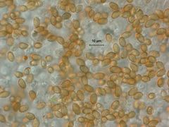 Glaucopodes