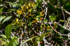 Viscum rotundifolium