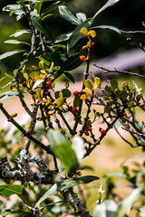 Viscum rotundifolium