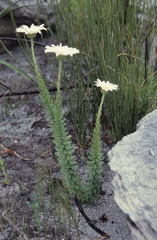 Osmitopsis