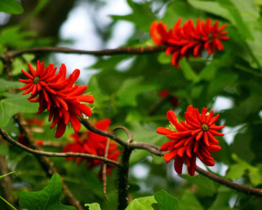 aloe coraltree