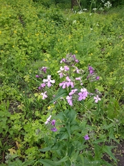 Hesperis matronalis