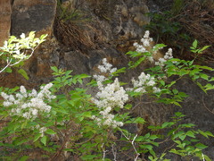 Fraxinus bungeana