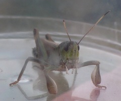 Gomphocerus sibiricus sibiricus