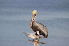 Pelecanus occidentalis