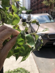 Podosphaera leucotricha