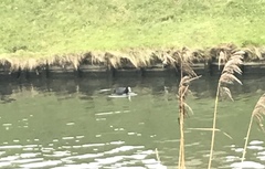 Fulica atra