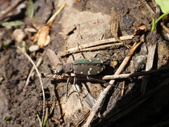 Cicindela gemmata