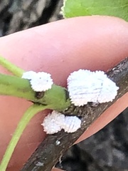 Phenacoccus dearnessi