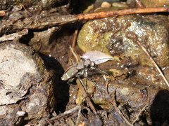 Cicindela gemmata