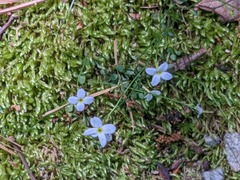 Houstonia caerulea