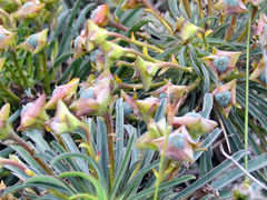 Euphorbia clava