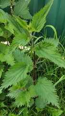 Urtica dioica