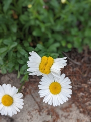Leucanthemum vulgare