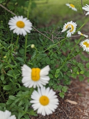Leucanthemum vulgare