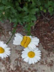 Leucanthemum vulgare
