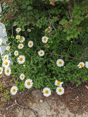 Leucanthemum vulgare