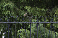 Phoenicurus phoenicurus