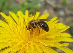 Andrena barbilabris