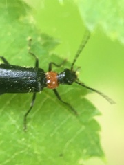 Dichelotarsus pattoni