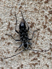 Sarosesthes fulminans