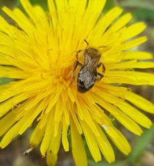 Andrena barbilabris