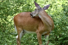 Odocoileus virginianus