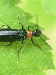 Dichelotarsus pattoni