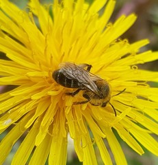Andrena barbilabris