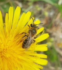 Andrena barbilabris