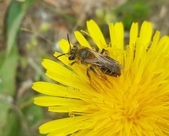 Andrena barbilabris