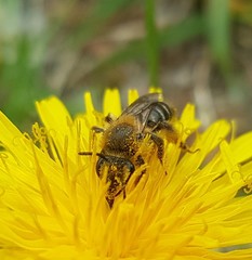 Andrena barbilabris