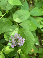 Iodanthus pinnatifidus