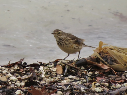 Bisbita pechianteado (Anthus rubescens)