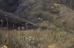 Senecio speciosissimus