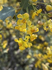 Berberis higginsiae