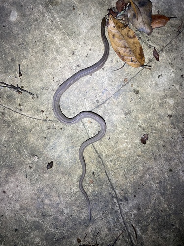 Chinese Mountain Keelback, Opisthotropis kuatunensis