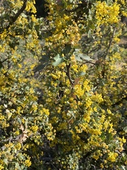 Berberis higginsiae