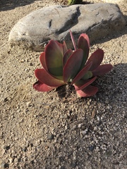 Kalanchoe luciae