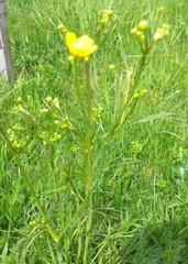 Ranunculus