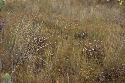 Palmiet Spoon (Spatalla prolifera)