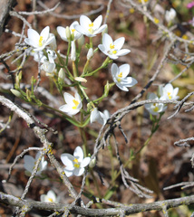 Centaurium grandiflorum