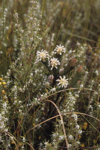 Image of Spatalla prolifera by (c) Tom Lloyd Evans, some rights reserved (CC BY-SA)