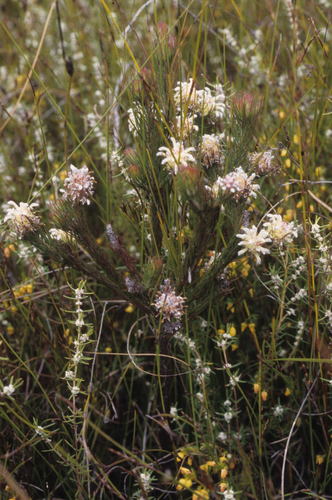 Image of Spatalla prolifera by (c) Tom Lloyd Evans, some rights reserved (CC BY-SA)