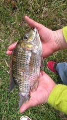 Sarotherodon melanotheron