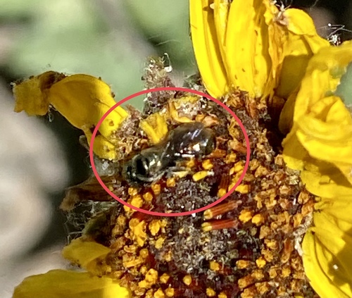iNaturalist observation photo of Zadontomerus