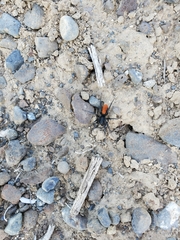 Castianeira walsinghami