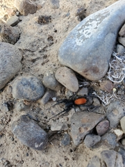 Castianeira walsinghami